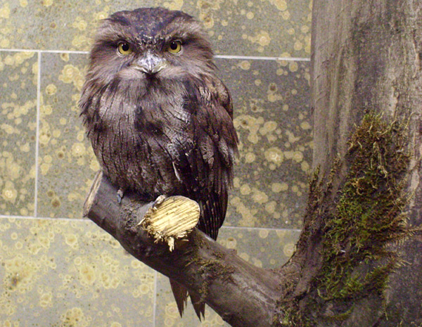 Eulenschwalm im Wuppertaler Zoo im Januar 2009