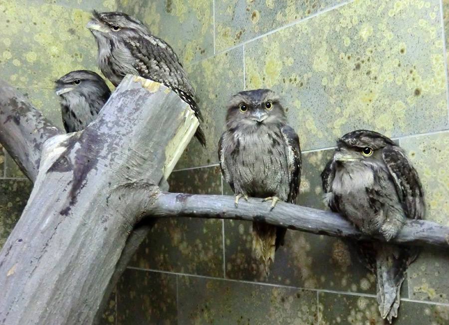 Eulenschwalme im Wuppertaler Zoo im Januar 2012