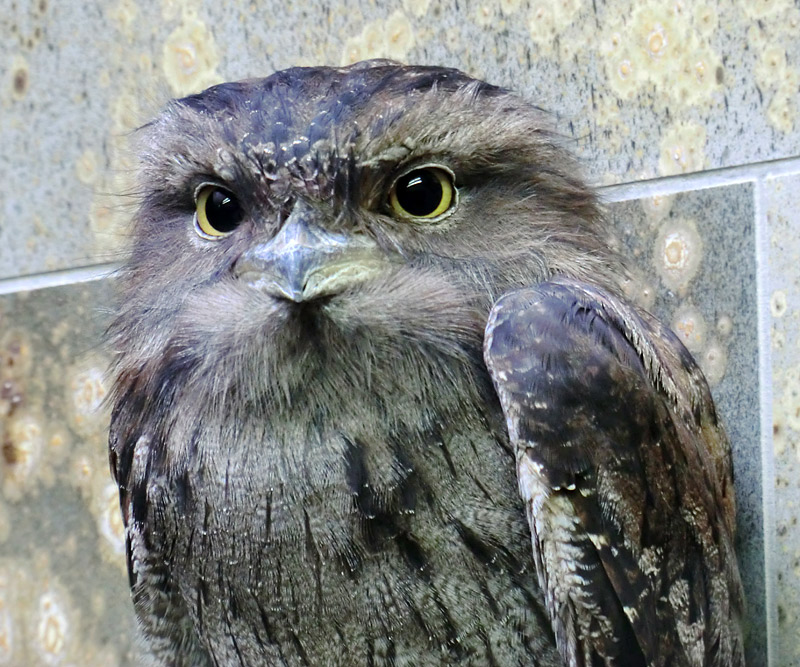 Eulenschwalm im Wuppertaler Zoo im Februar 2012