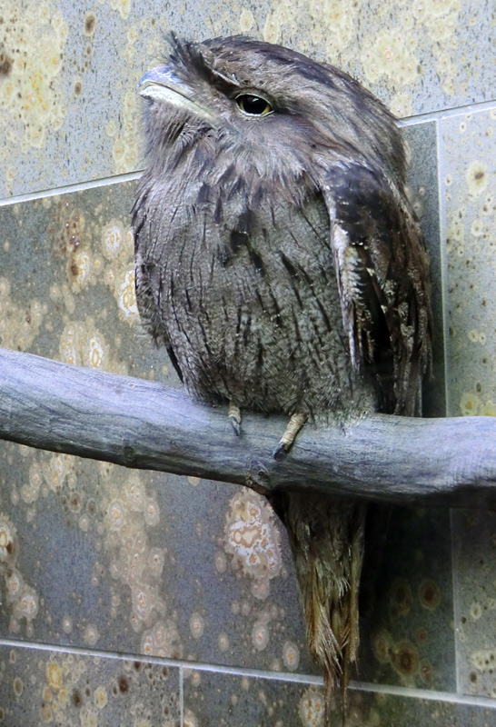 Eulenschwalm im Zoo Wuppertal im Februar 2012