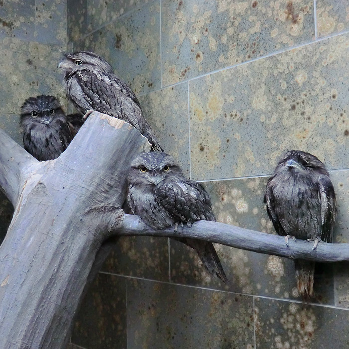 Eulenschwalme im Wuppertaler Zoo im Februar 2012