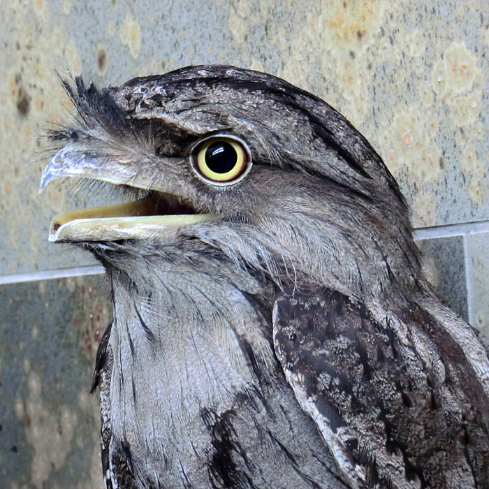 Eulenschwalm im Wuppertaler Zoo im Februar 2012