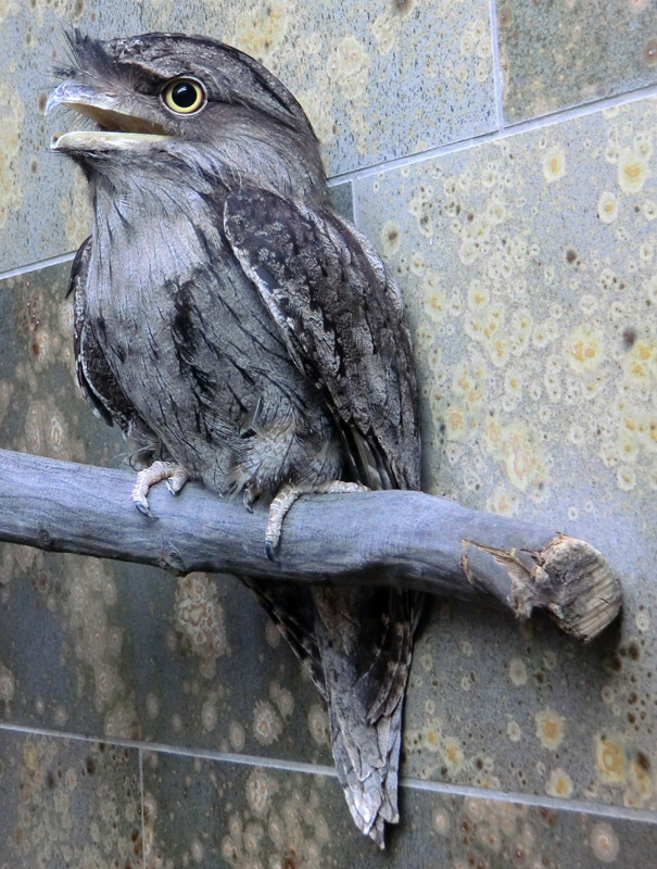 Eulenschwalm im Wuppertaler Zoo im Februar 2012