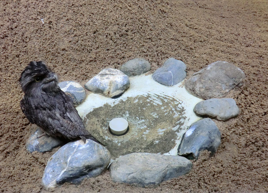 Eulenschwalm im Zoo Wuppertal im Mai 2012