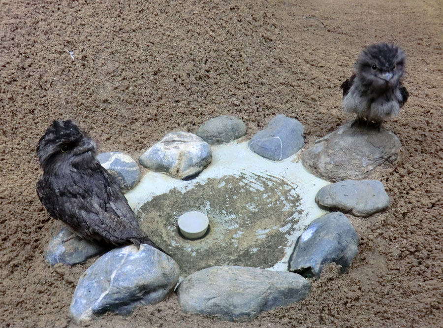 Eulenschwalme im Zoologischen Garten Wuppertal im Mai 2012