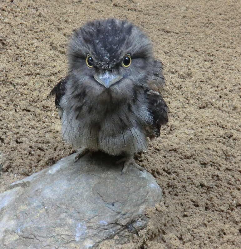 Eulenschwalm im Wuppertaler Zoo im Mai 2012