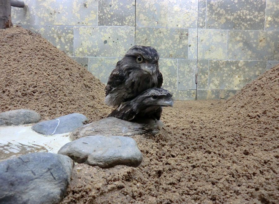 Eulenschwalme bei der Paarung im Zoologischen Garten Wuppertal im Mai 2012