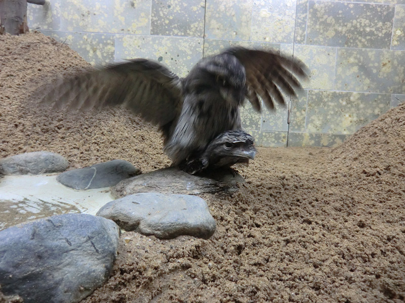 Eulenschwalme bei der Paarung im Zoo Wuppertal im Mai 2012