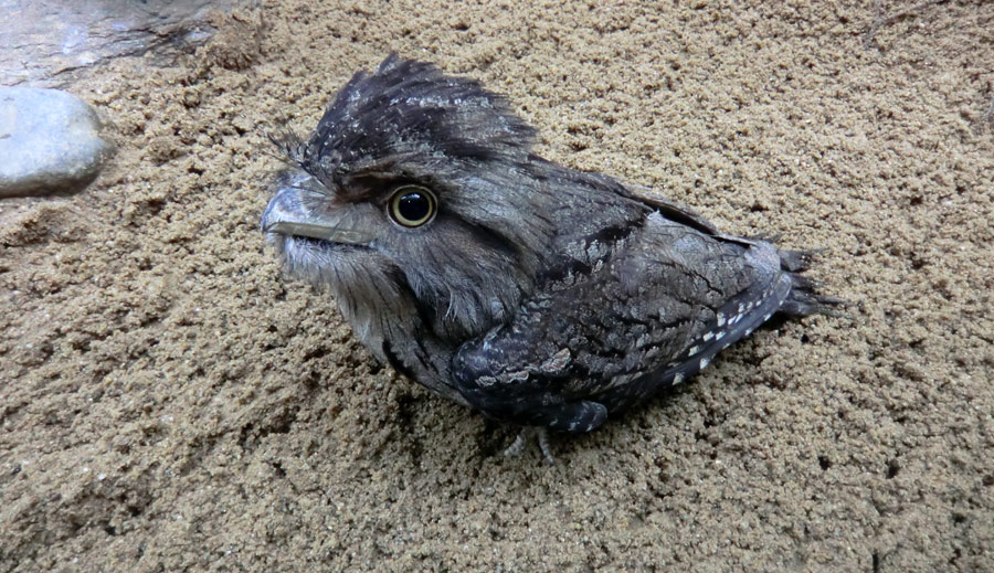 Eulenschwalm im Zoologischen Garten Wuppertal im Mai 2012