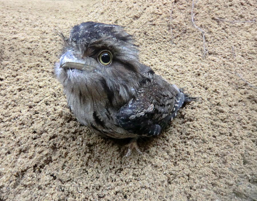 Eulenschwalm im Wuppertaler Zoo im Mai 2012