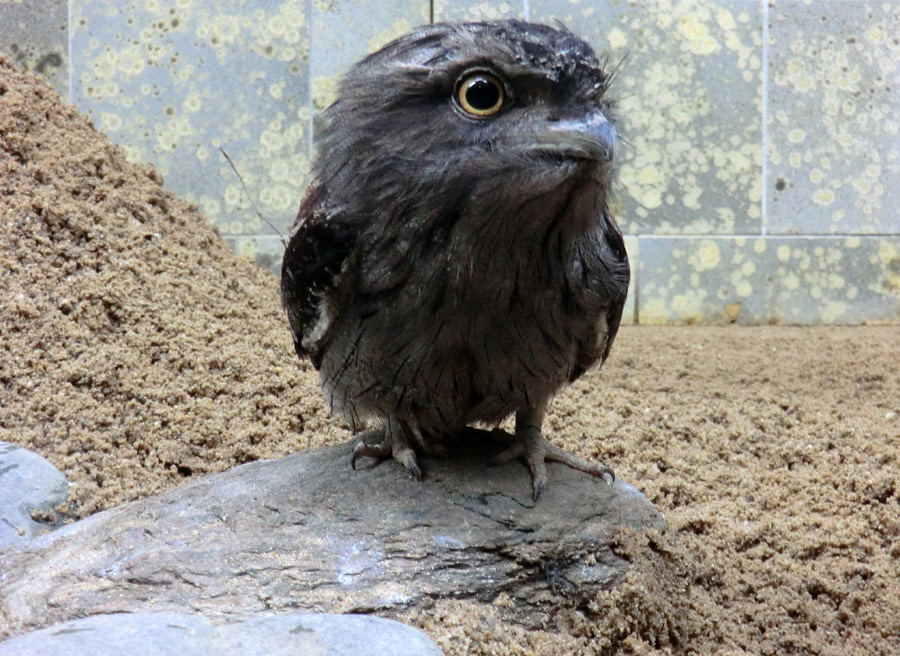 Eulenschwalm im Zoologischen Garten Wuppertal im Mai 2012