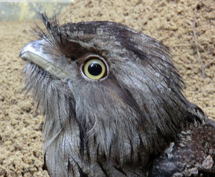 Eulenschwalm im Wuppertaler Zoo im Mai 2012