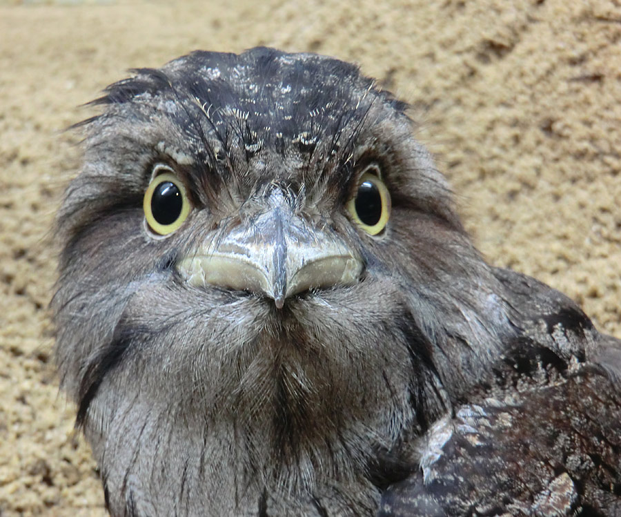 Eulenschwalm im Zoologischen Garten Wuppertal im Mai 2012