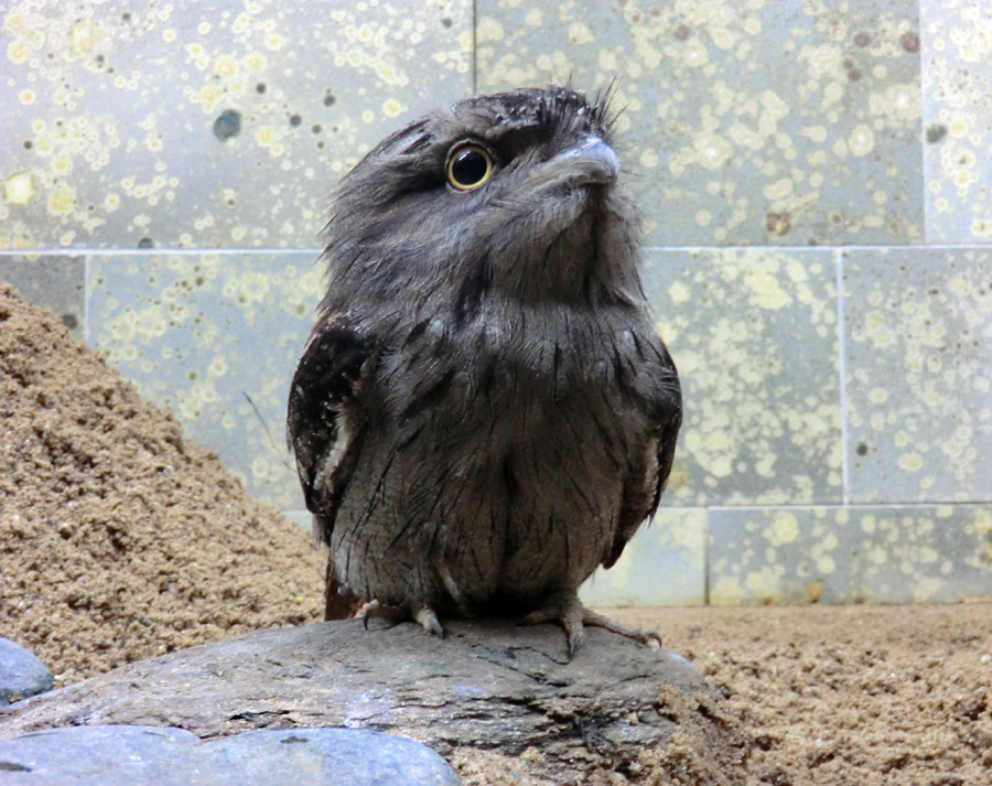 Eulenschwalm im Wuppertaler Zoo im Mai 2012