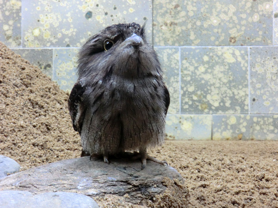 Eulenschwalm im Zoologischen Garten Wuppertal im Mai 2012