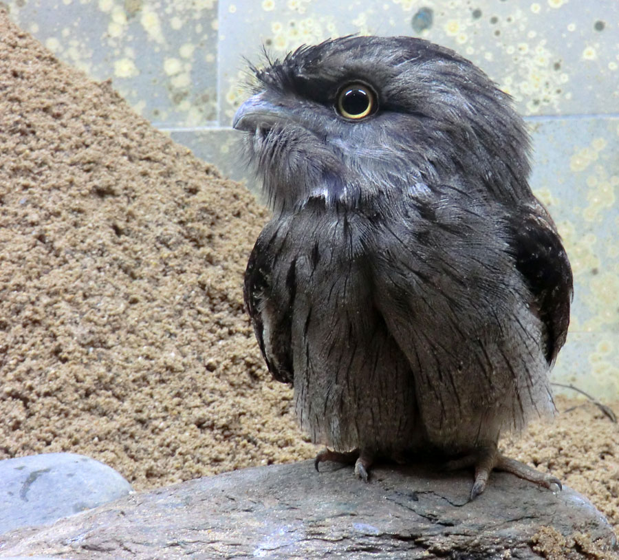 Eulenschwalm im Wuppertaler Zoo im Mai 2012