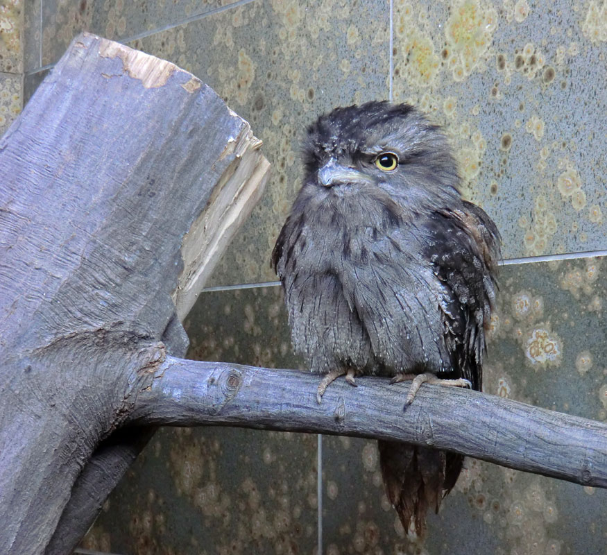 Eulenschwalm im Zoo Wuppertal im Mai 2012