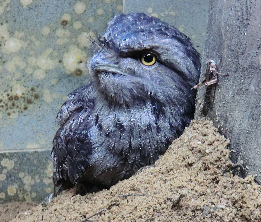 Eulenschwalm im Zoo Wuppertal im August 2012