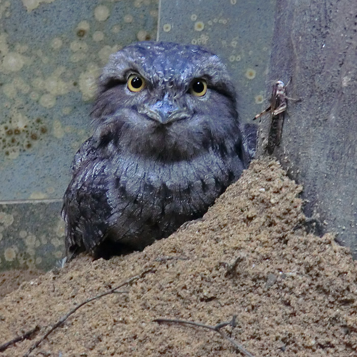 Eulenschwalm im Wuppertaler Zoo im August 2012