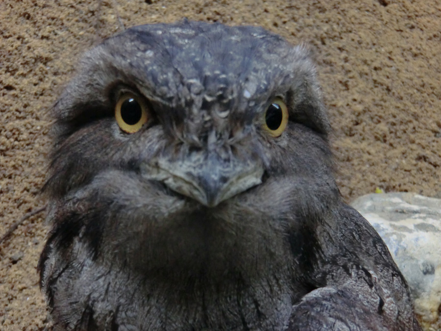 Eulenschwalm im Zoo Wuppertal im August 2012