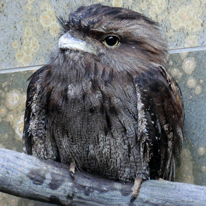 Eulenschwalm im Wuppertaler Zoo im Februar 2013