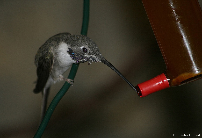 Atacama-Kolibri im Zoo Wuppertal im März 2007 (Foto Peter Emmert)