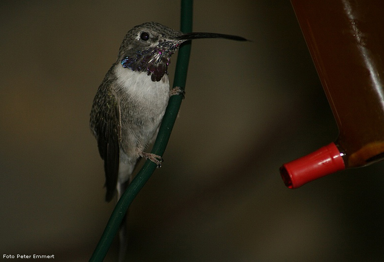 Atacama-Kolibri im Zoologischen Garten Wuppertal im März 2007 (Foto Peter Emmert)