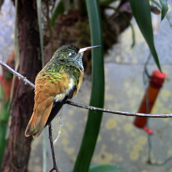 Lessonamazilie im Wuppertaler Zoo im Juni 2011