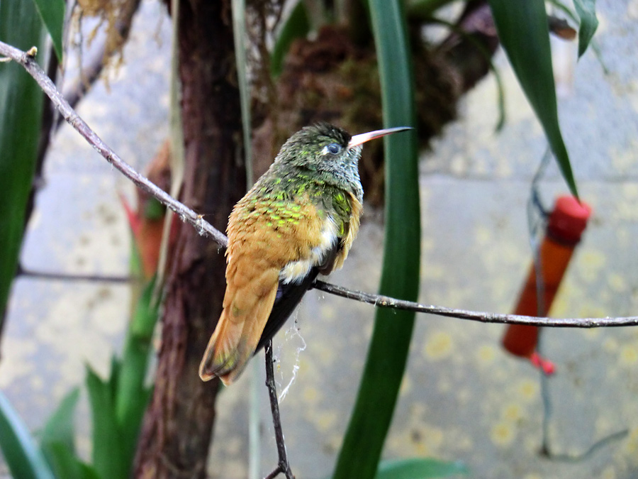 Lessonamazilie im Wuppertaler Zoo im Juni 2011