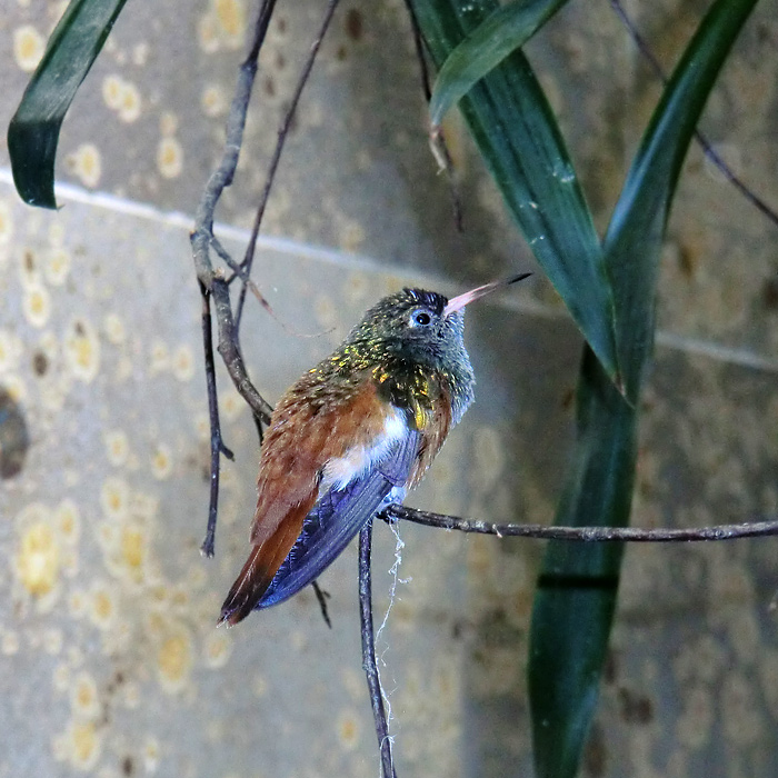 Lessonamazilie im Wuppertaler Zoo im Juni 2011