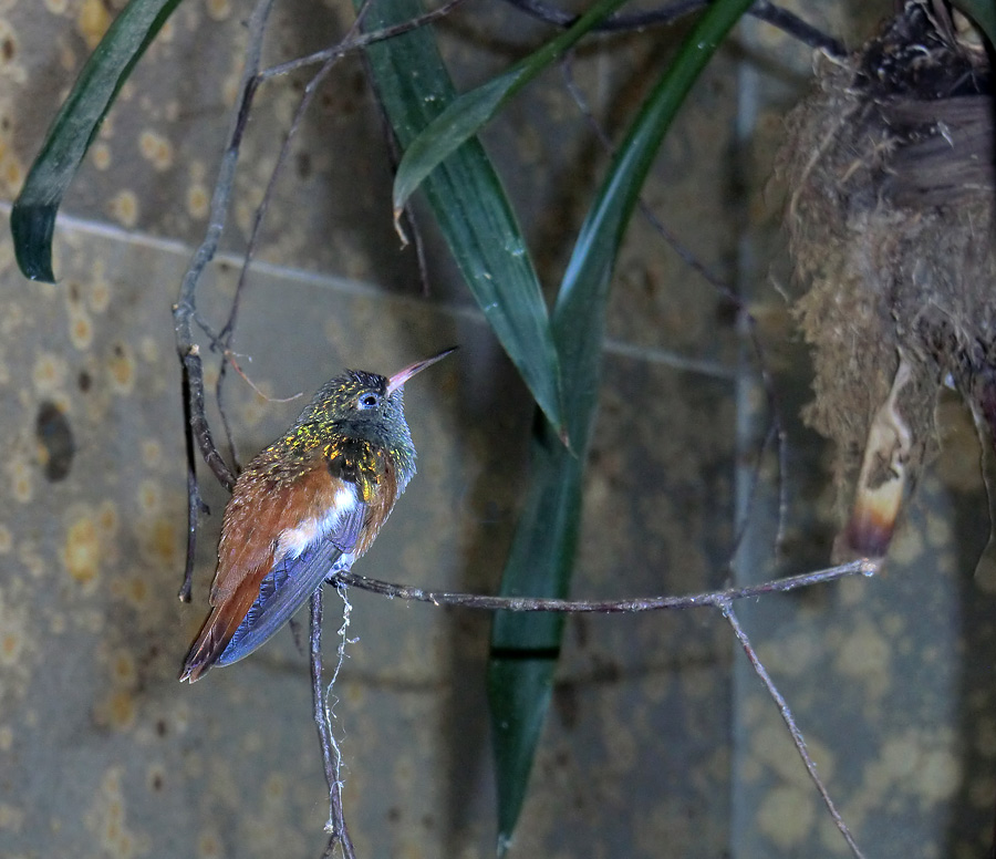 Lessonamazilie im Zoo Wuppertal im Juni 2011