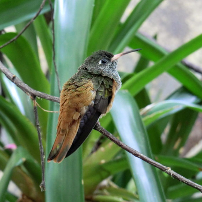 Lessonamazilie im Wuppertaler Zoo im Juli 2012