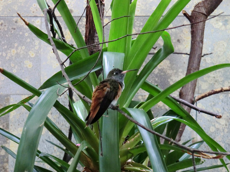 Lessonamazilie im Wuppertaler Zoo im Juli 2012