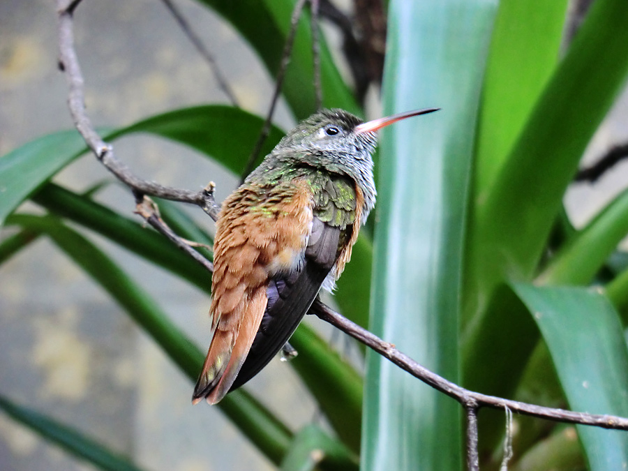 Lessonamazilie im Wuppertaler Zoo im November 2012