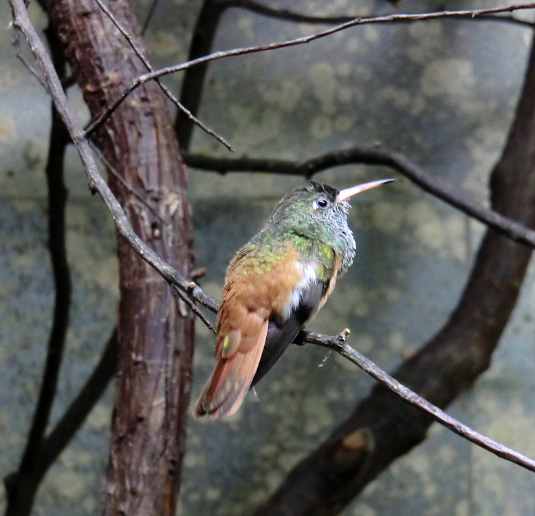 Lessonamazilie im Zoo Wuppertal im Januar 2014