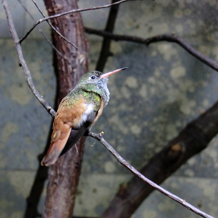 Lessonamazilie im Wuppertaler Zoo im Januar 2014