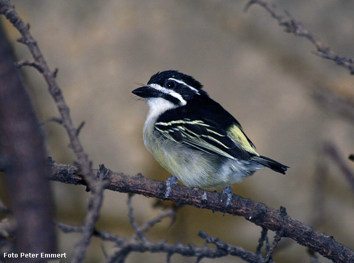 Goldbürzel-Bartvogel im Wuppertaler Zoo im März 2007 (Foto Peter Emmert)