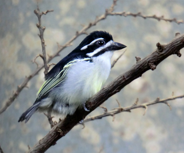 Goldbürzel-Bartvogel im Vogelhaus im Zoologischen Garten der Stadt Wuppertal