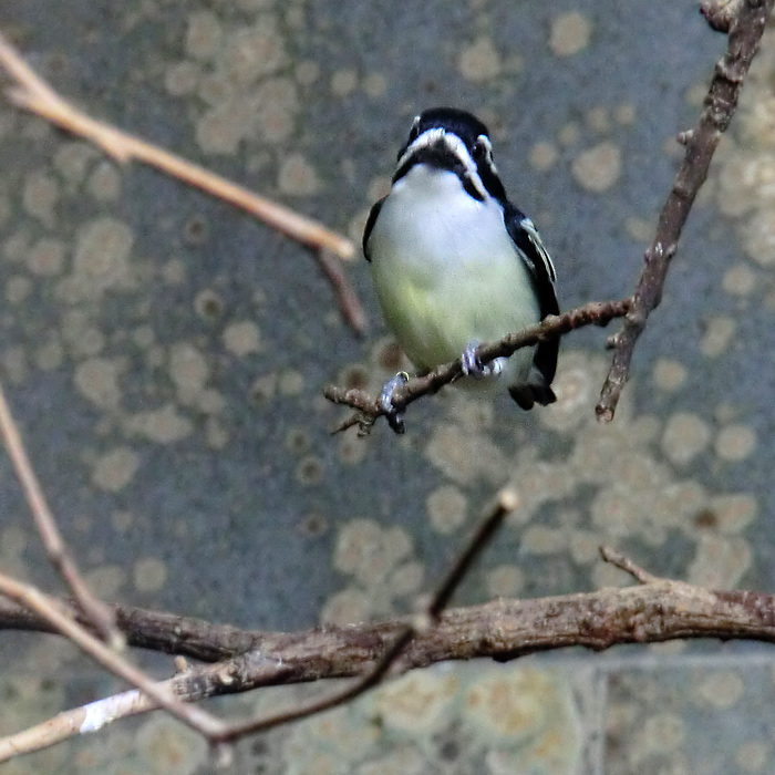 Goldbürzel-Bartvogel im Wuppertaler Zoo im Januar 2013