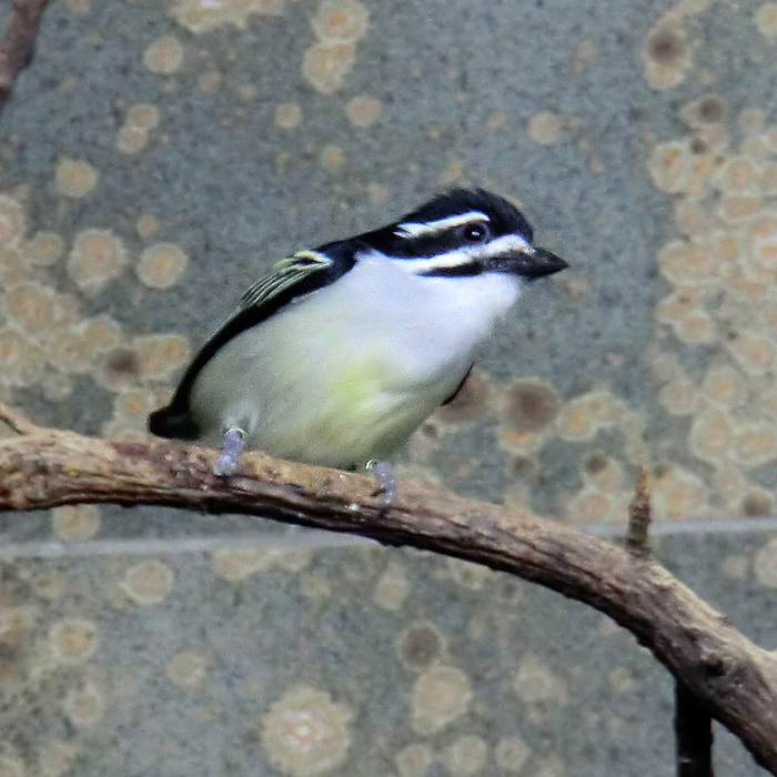 Goldbürzel-Bartvogel im Wuppertaler Zoo im Januar 2013