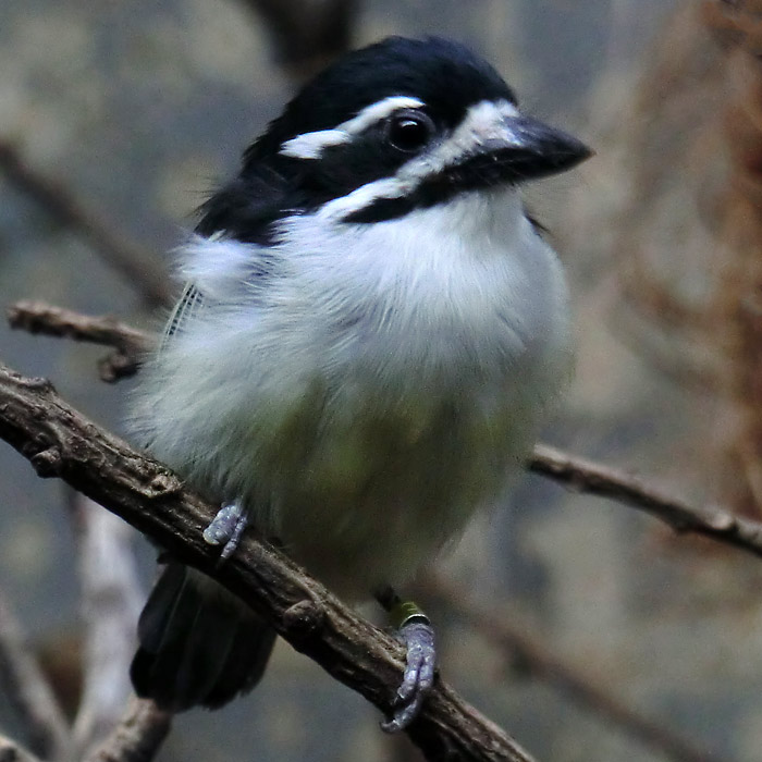 Goldbürzel-Bartvogel im Wuppertaler Zoo im Dezember 2013