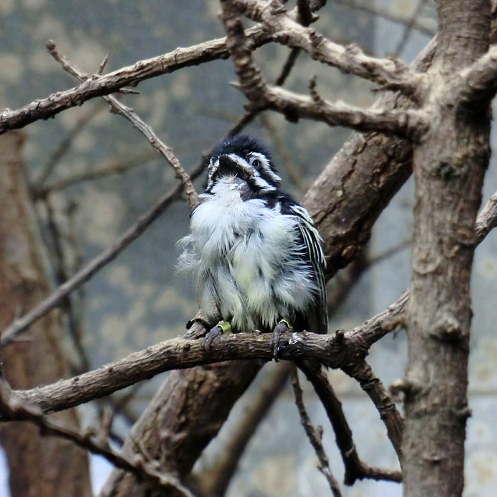 Goldbürzel-Bartvogel im Wuppertaler Zoo im August 2014