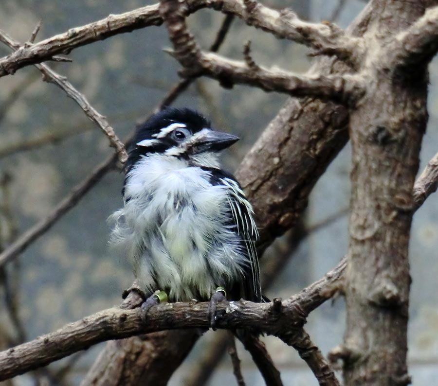 Goldbürzel-Bartvogel im Zoo Wuppertal im August 2014