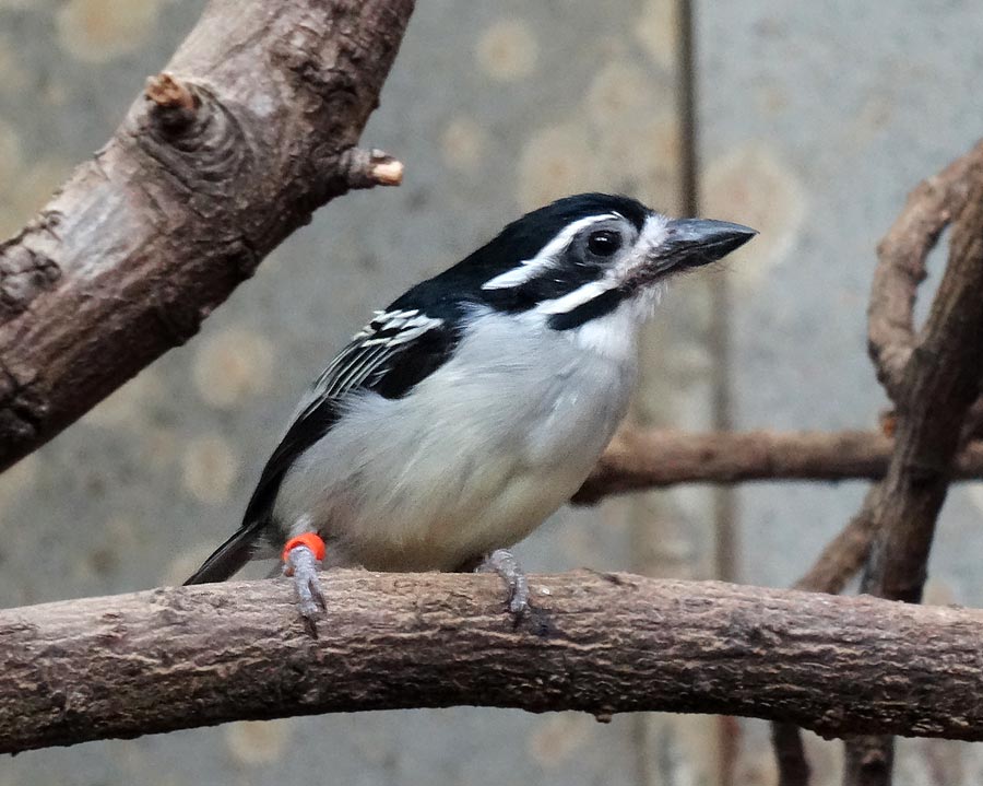 Goldbürzel-Bartvogel im Zoologischen Garten Wuppertal im Februar 2015