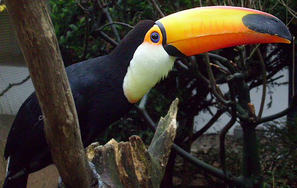 Riesentukan im Wuppertaler Zoo im November 2008