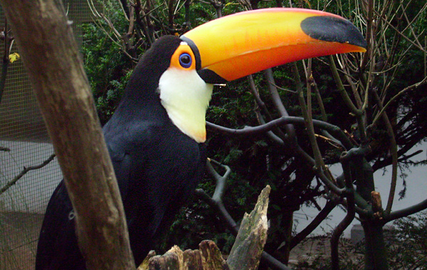 Riesentukan im Wuppertaler Zoo im November 2008