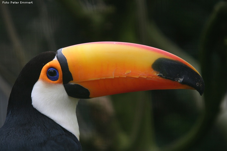 Riesentukan im Zoologischen Garten Wuppertal im April 2008 (Foto Peter Emmert)