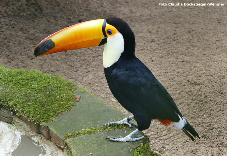 Riesentukan am 2. Februar 2017 in einer Außenvoliere am Vogel-Haus im Grünen Zoo Wuppertal (Foto Claudia Böckstiegel-Wengler)