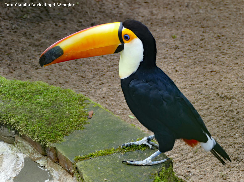 Riesentukan am 2. Februar 2017 in der Außenvoliere am Vogelhaus im Zoologischen Garten Wuppertal (Foto Claudia Böckstiegel-Wengler)