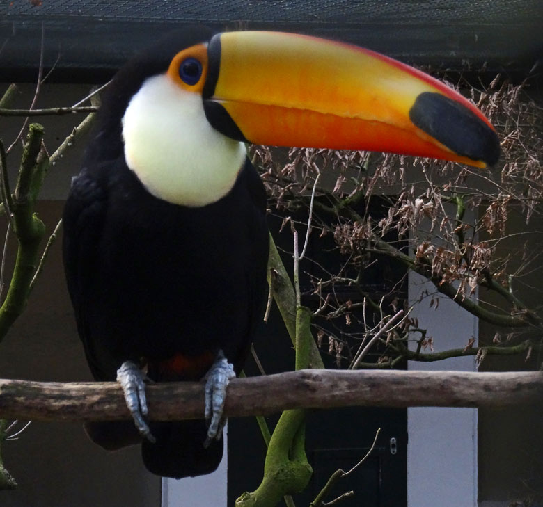 Riesentukan im Zoologischen Garten Wuppertal im Februar 2017